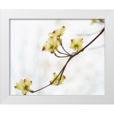 Dogwood Detail II White Modern Wood Framed Art Print by McLoughlin, James