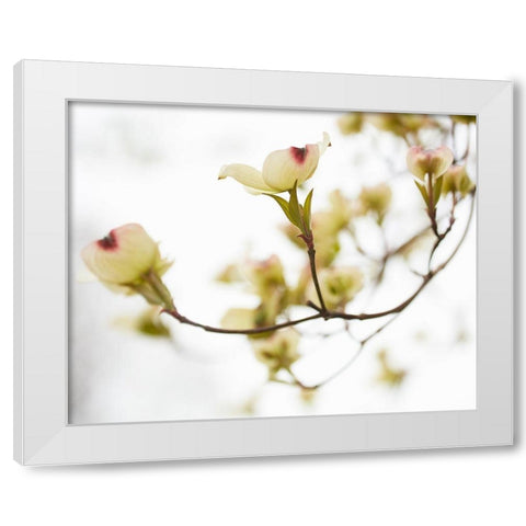 Dogwood Detail III White Modern Wood Framed Art Print by McLoughlin, James