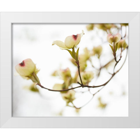Dogwood Detail III White Modern Wood Framed Art Print by McLoughlin, James