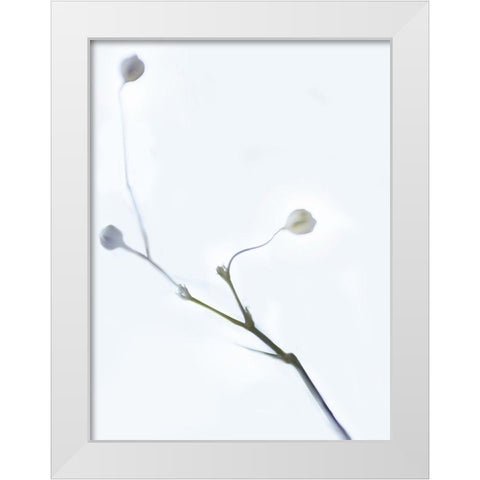 White Buds I White Modern Wood Framed Art Print by McLoughlin, James