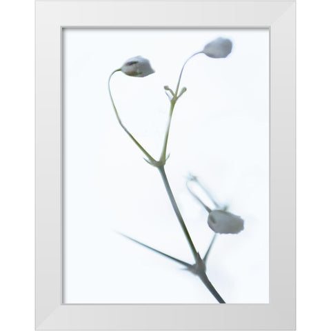 White Buds II White Modern Wood Framed Art Print by McLoughlin, James