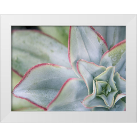 Desert Star I White Modern Wood Framed Art Print by Johnson, Jason