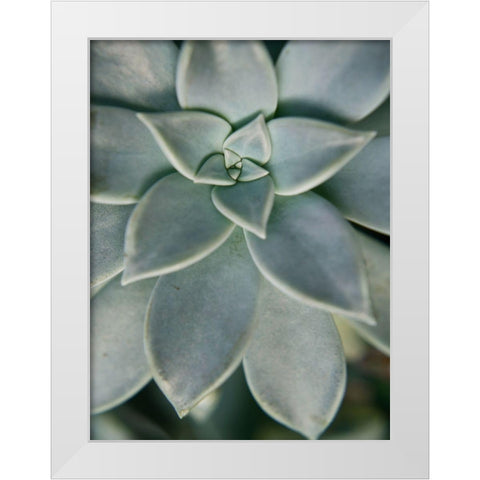 Hanging Garden Succulent II White Modern Wood Framed Art Print by Johnson, Jason