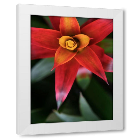 Bromeliad Burst III White Modern Wood Framed Art Print by Johnson, Jason