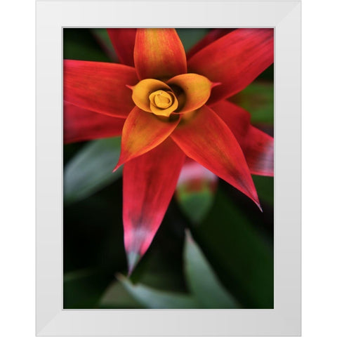 Bromeliad Burst III White Modern Wood Framed Art Print by Johnson, Jason