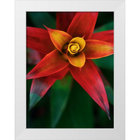 Bromeliad Burst IV White Modern Wood Framed Art Print by Johnson, Jason