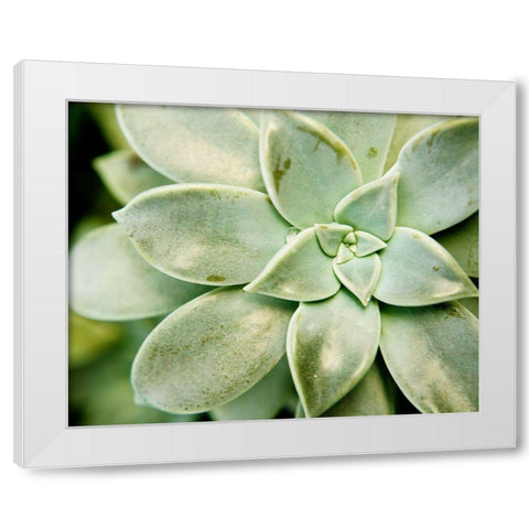 Spring Succulent II White Modern Wood Framed Art Print by Johnson, Jason