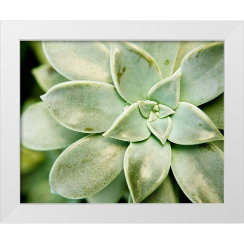 Spring Succulent II White Modern Wood Framed Art Print by Johnson, Jason