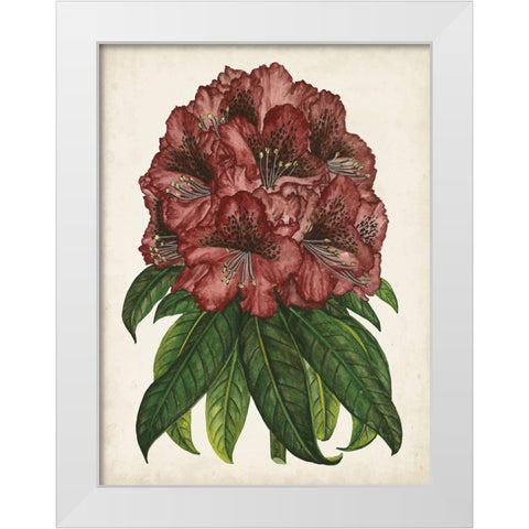 Rhododendron Study I White Modern Wood Framed Art Print by Wang, Melissa