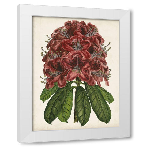 Rhododendron Study II White Modern Wood Framed Art Print by Wang, Melissa