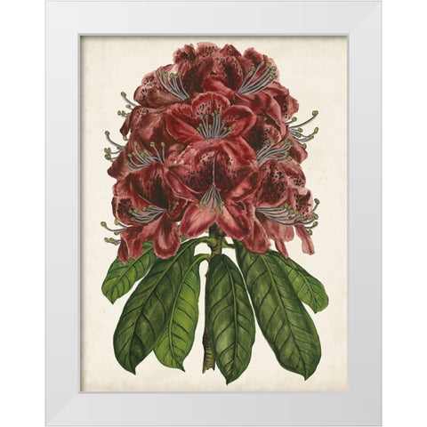 Rhododendron Study II White Modern Wood Framed Art Print by Wang, Melissa