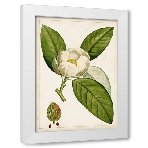 Antique Flowering Trees II White Modern Wood Framed Art Print by Unknown