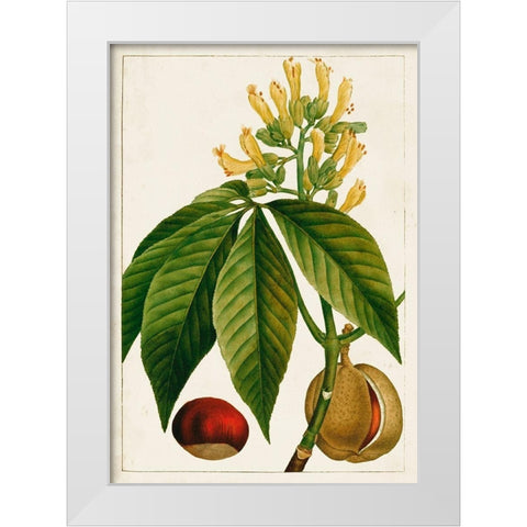 Antique Flowering Trees VI White Modern Wood Framed Art Print by Unknown