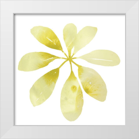 Prisma Tropical V White Modern Wood Framed Art Print by Vess, June Erica