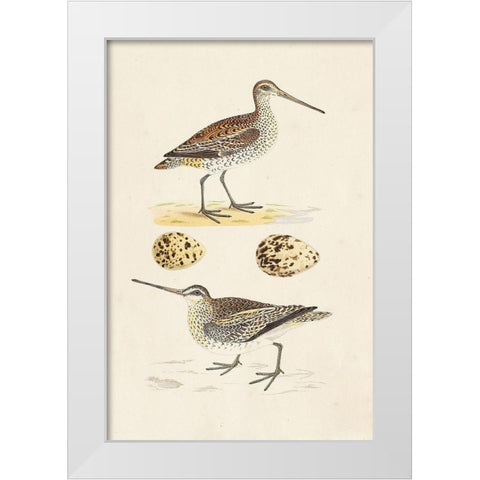Sandpipers and Eggs III White Modern Wood Framed Art Print by Morris