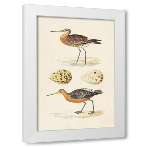 Sandpipers and Eggs IV White Modern Wood Framed Art Print by Morris