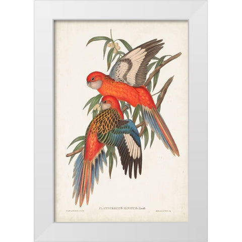 Tropical Parrots I White Modern Wood Framed Art Print by Gould, John