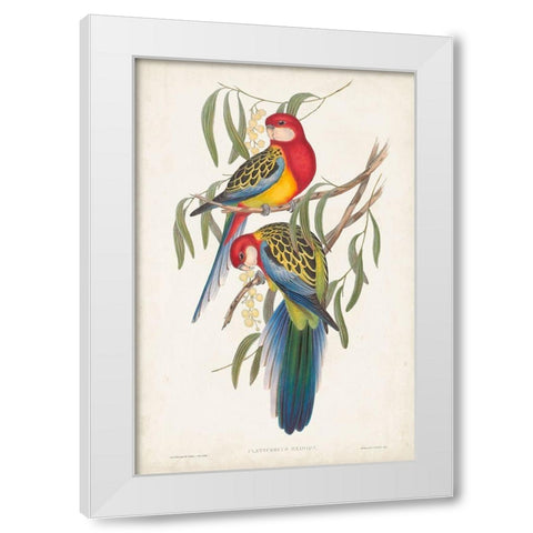 Tropical Parrots IV White Modern Wood Framed Art Print by Gould, John