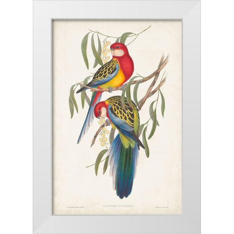 Tropical Parrots IV White Modern Wood Framed Art Print by Gould, John