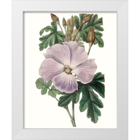 Lavender Beauties I White Modern Wood Framed Art Print by Edwards