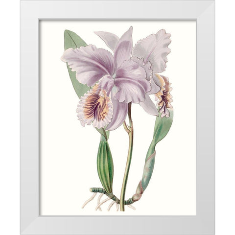 Lavender Beauties II White Modern Wood Framed Art Print by Edwards