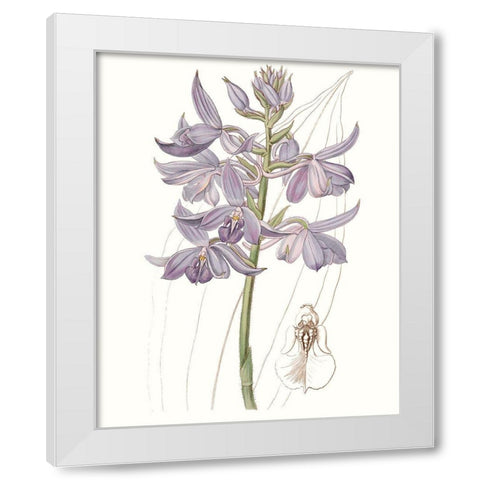Lavender Beauties III White Modern Wood Framed Art Print by Edwards