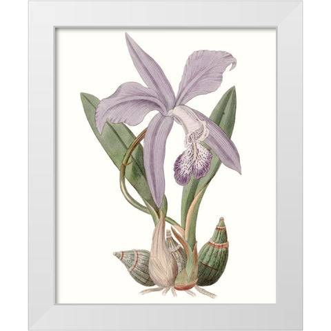 Lavender Beauties IV White Modern Wood Framed Art Print by Edwards
