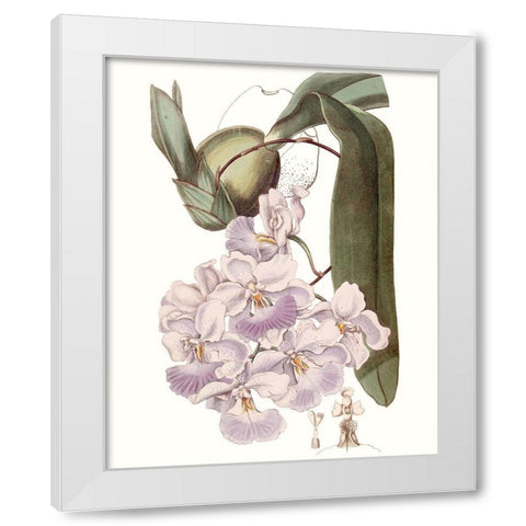 Lavender Beauties V White Modern Wood Framed Art Print by Edwards