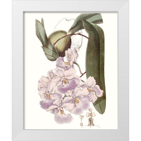 Lavender Beauties V White Modern Wood Framed Art Print by Edwards