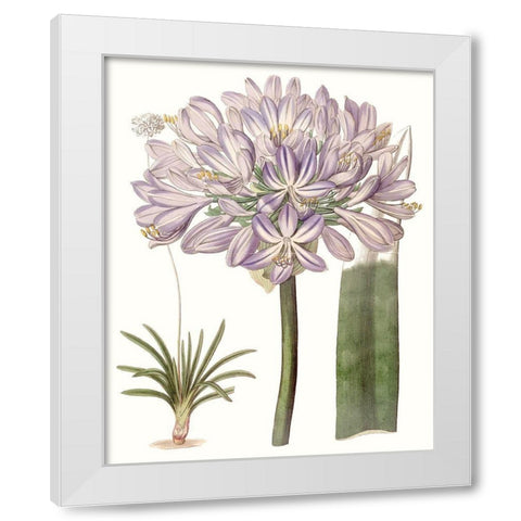 Lavender Beauties VI White Modern Wood Framed Art Print by Edwards