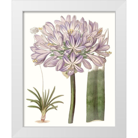Lavender Beauties VI White Modern Wood Framed Art Print by Edwards