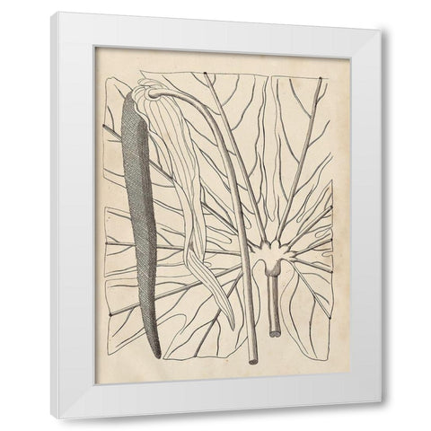 Distinctive Leaves IV White Modern Wood Framed Art Print by Vision Studio