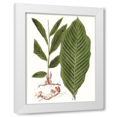 Leaves of the Tropics IV White Modern Wood Framed Art Print by Vision Studio