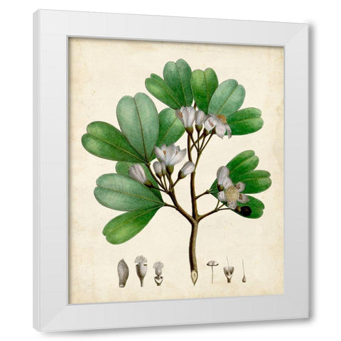 Verdant Foliage III White Modern Wood Framed Art Print by Vision Studio