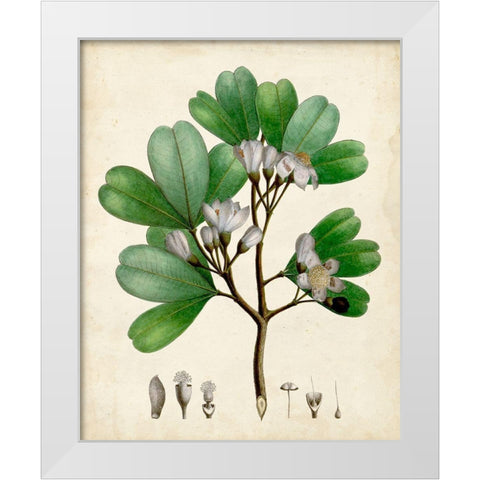 Verdant Foliage III White Modern Wood Framed Art Print by Vision Studio