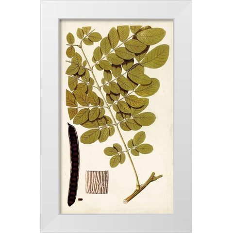 Leaf Varieties I White Modern Wood Framed Art Print by Vision Studio