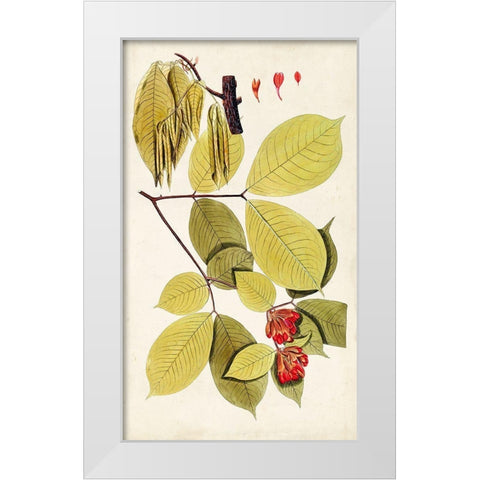 Leaf Varieties II White Modern Wood Framed Art Print by Vision Studio