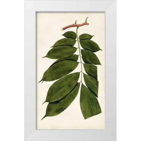 Leaf Varieties III White Modern Wood Framed Art Print by Vision Studio