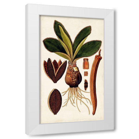 Leaf Varieties V White Modern Wood Framed Art Print by Vision Studio