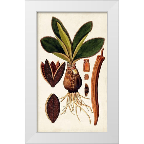 Leaf Varieties V White Modern Wood Framed Art Print by Vision Studio