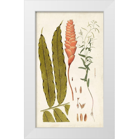 Leaf Varieties VII White Modern Wood Framed Art Print by Vision Studio