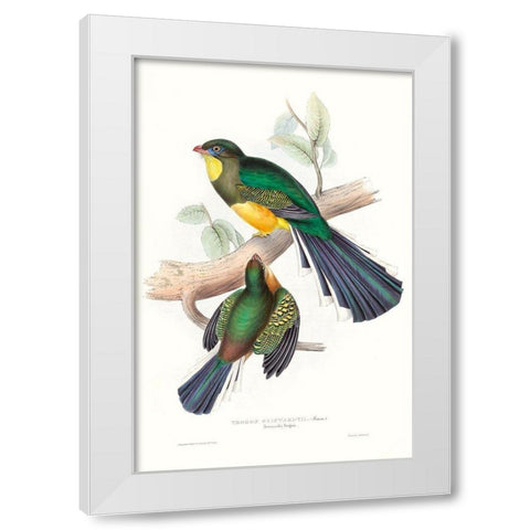 Tropical Trogons I White Modern Wood Framed Art Print by Gould, John