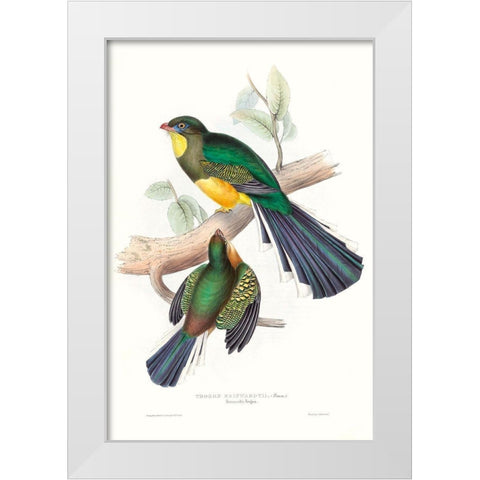 Tropical Trogons I White Modern Wood Framed Art Print by Gould, John