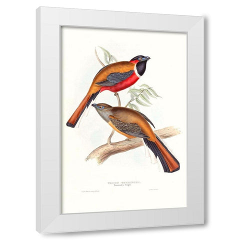 Tropical Trogons IV White Modern Wood Framed Art Print by Gould, John