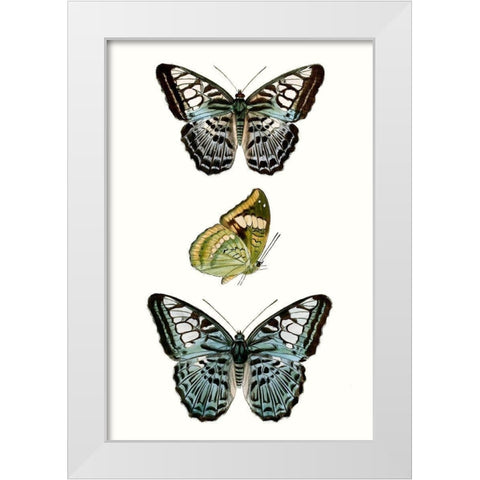 Butterfly Specimen I White Modern Wood Framed Art Print by Vision Studio