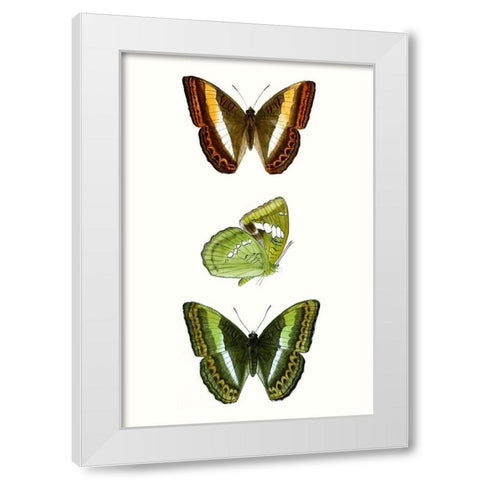 Butterfly Specimen III White Modern Wood Framed Art Print by Vision Studio