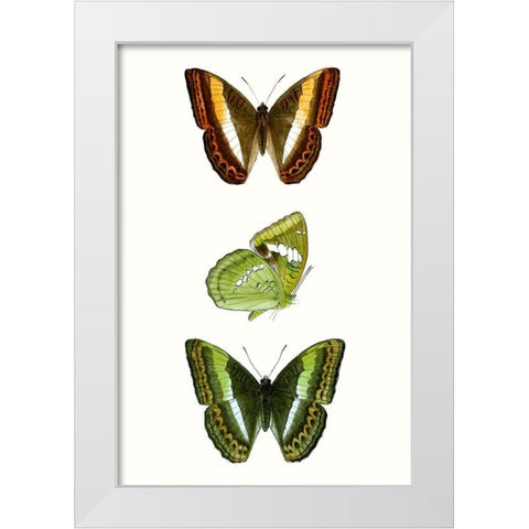 Butterfly Specimen III White Modern Wood Framed Art Print by Vision Studio