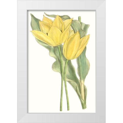 Curtis Tulips II White Modern Wood Framed Art Print by Curtis