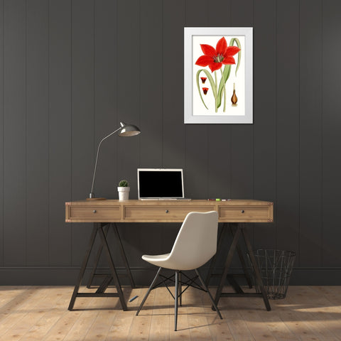 Curtis Tulips IV White Modern Wood Framed Art Print by Curtis