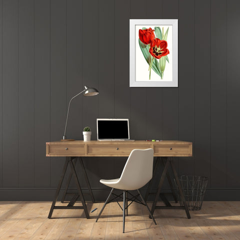 Curtis Tulips V White Modern Wood Framed Art Print by Curtis